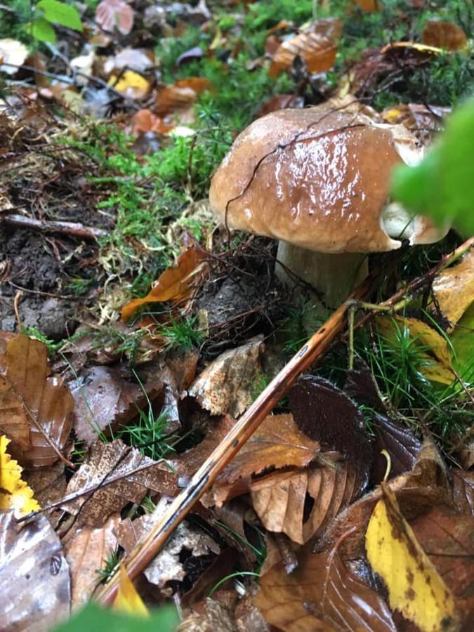 Gite La Petite Beurrerie Des Ardennes Celles  외부 사진